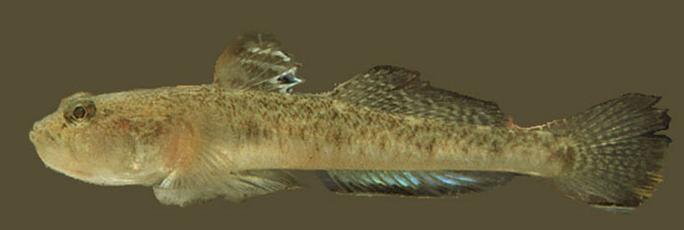 Pomatoschistus minutus_059